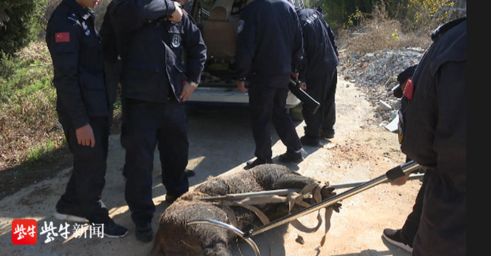 民警击毙闯入院落伤人的野猪