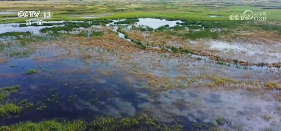 湿地保护成效显著，生态环境治理成果深度解析