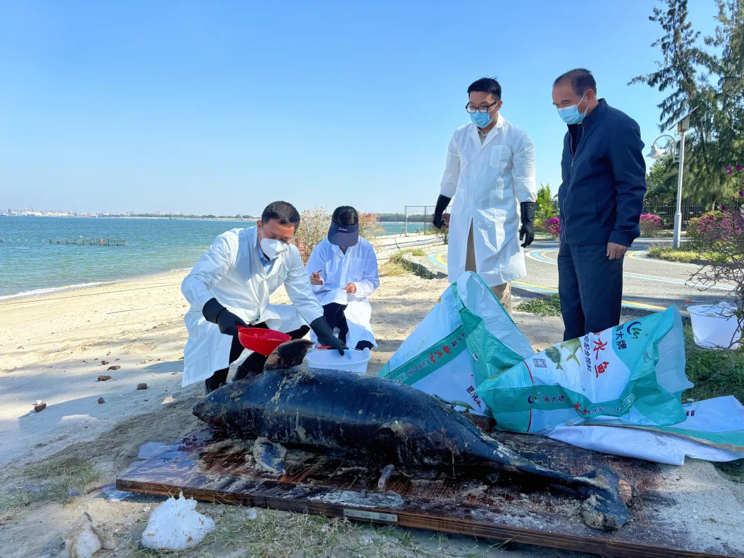 广东海滩发现江豚遗体，生态保护警钟敲响