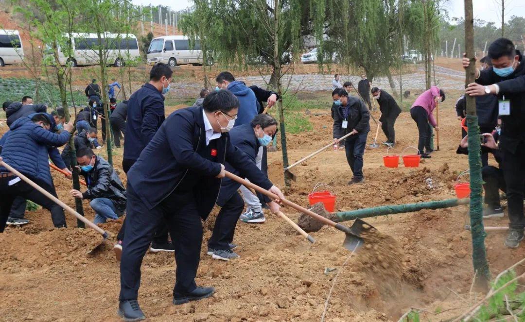 全球植树计划启动，环保组织共筑绿色家园未来之路