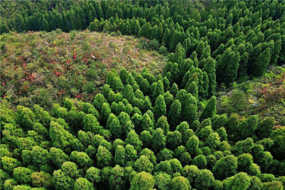 生态公益林计划，全国种植绿色希望，实施路径与重要性探讨