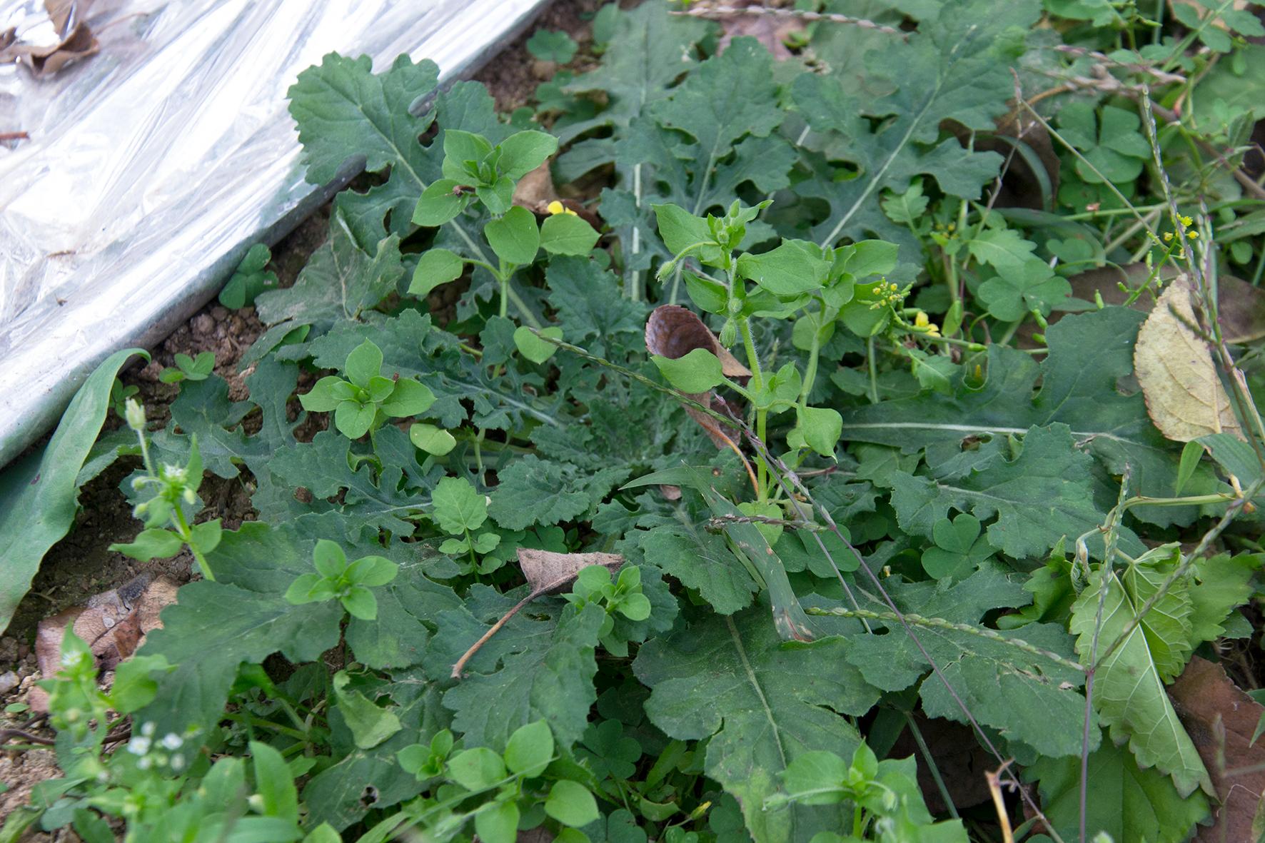 春日野菜盛宴，旅行中不容错过的美味体验