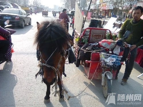 商场小马，门口新宠，骑行玩乐引领风尚