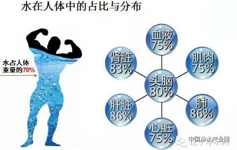 科学饮水与体内水合作用对健康的影响研究