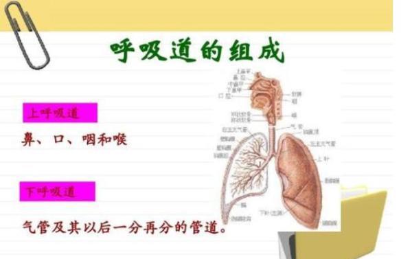 吸烟对肺部健康的影响研究，揭示直接联系