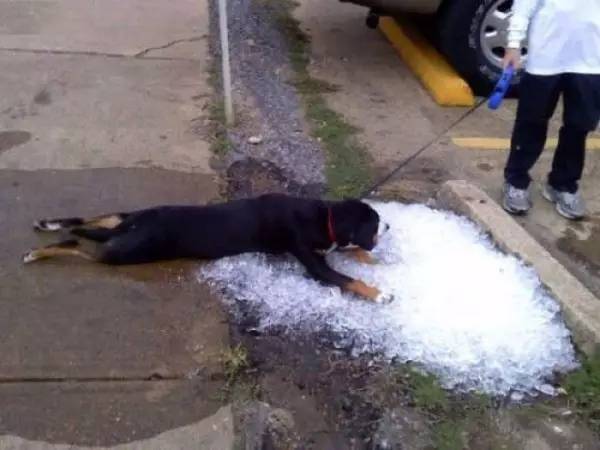 警犬的日常，活力与责任的交织