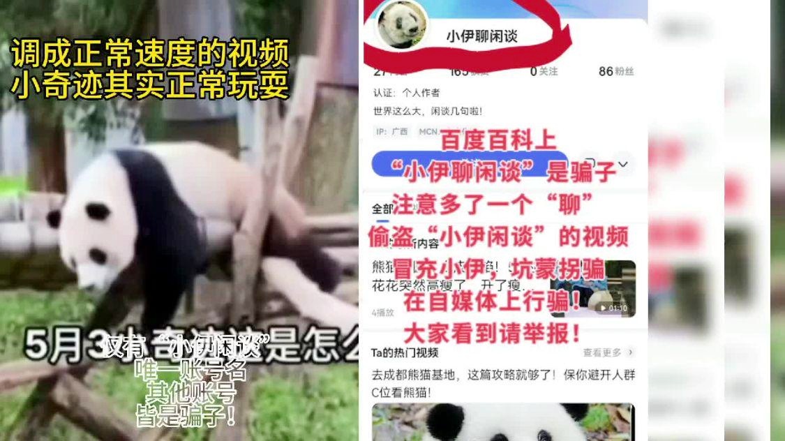 大同山猛虎惊现背后的谣言与真相揭秘