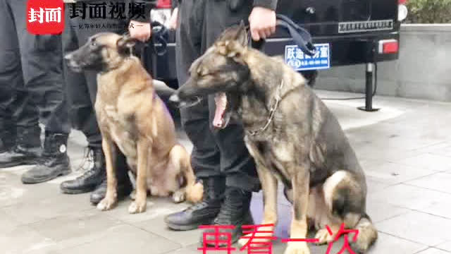 云南警犬遭通报批评引发社会热议