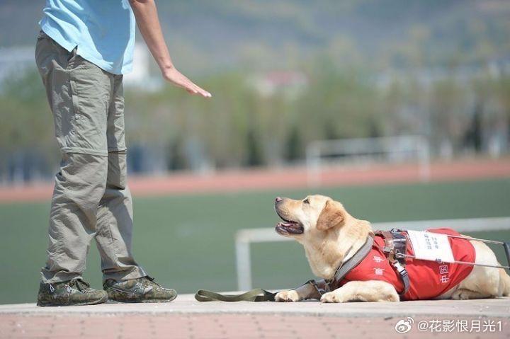 地铁上的特殊守护者，导盲犬乖乖的独特瞬间记录